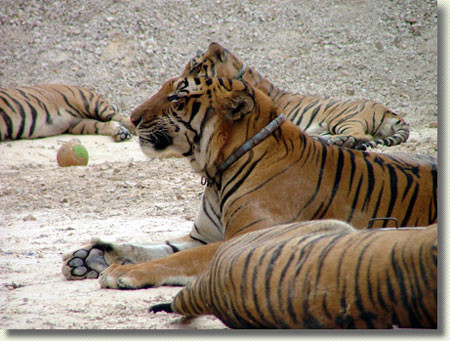tigres