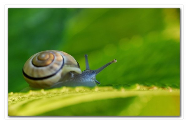 escargot