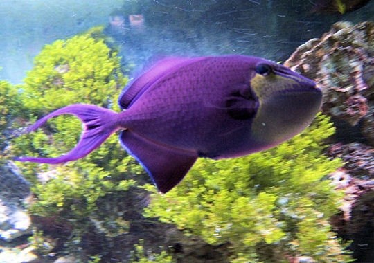 mauve