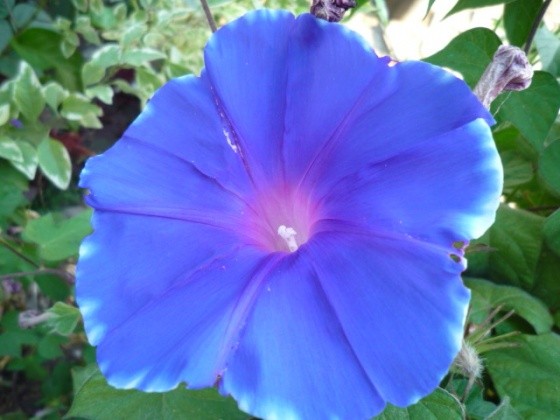 bleu