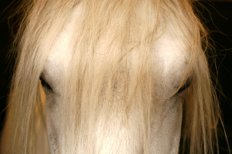 cheval