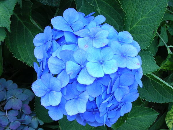bleu