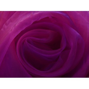 fuschia