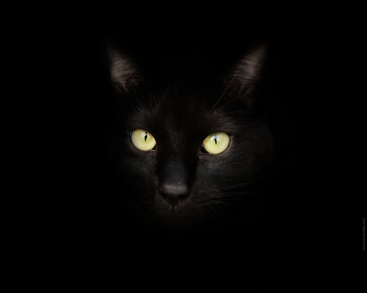 noir couleur